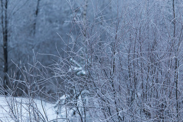 Snowy trees in the forest in winter
