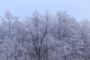 Snowy trees in the forest in winter