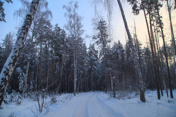 Snow road in the forest in winter
