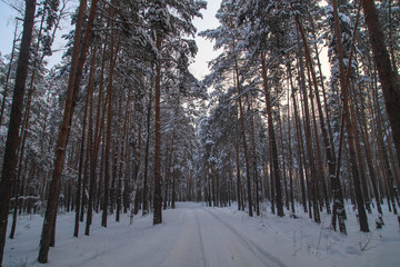 Snow road in the forest in winter