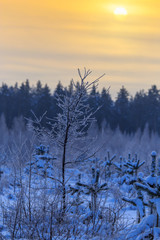 Snowy tree branches in winter at sunset