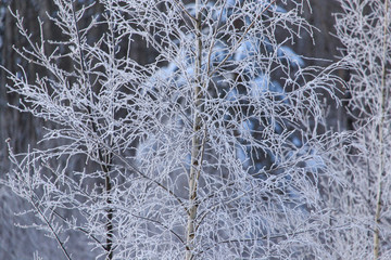 Snowy trees in the forest in winter