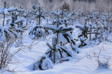 Snowy coniferous tree in the forest in winter