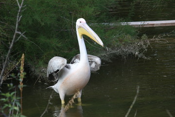 pelican on the beach