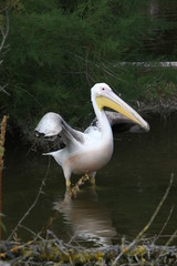 pelican in the water