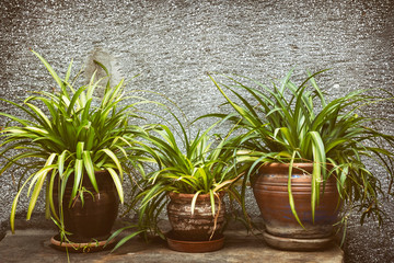 Leafy Plants In Pots