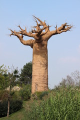 Fototapeta na wymiar baobab tree in park