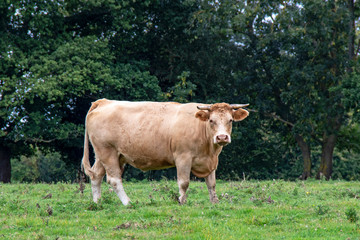 Taureau  charolais en pâture