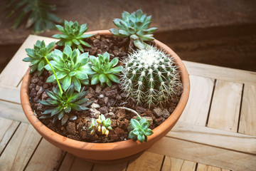 Arrangements Of Cactus And Succulents