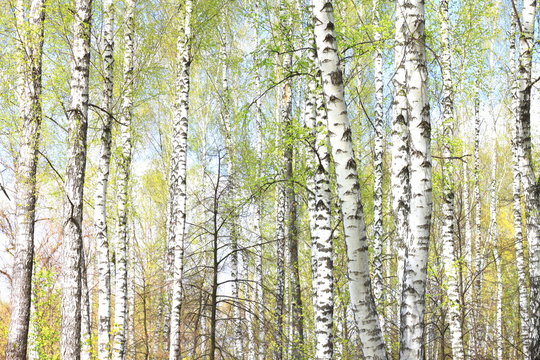 Young birch with black and white birch bark in spring in birch grove against the background of other birches