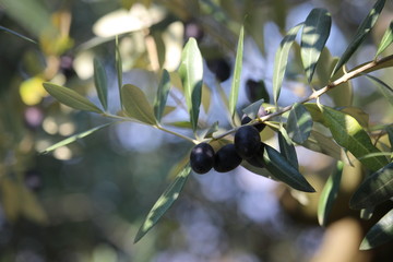olives on tree