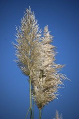 reed against blue sky