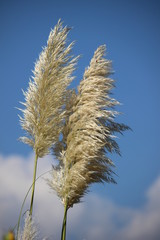 reed against blue sky