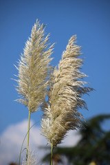 ears of wheat against blue sky