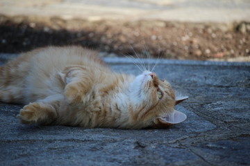 cat on beach