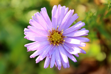 Fototapeta premium Closeup aster with morning dew