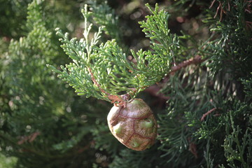branch of a tree