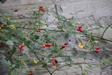 red berries on tree