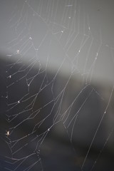 spider web with water drops