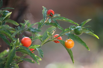 branch of tree with fruits and berries