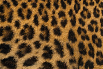 Leopard skin pattern for background.