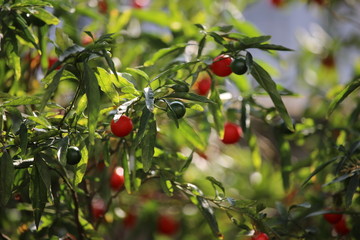 red berries on a tree