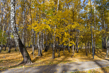 Fall season in a birchwood