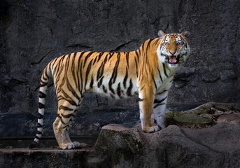Asian tigers are standing in the midst of nature