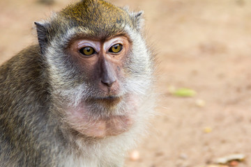 Сlose-up portrait of a macaque