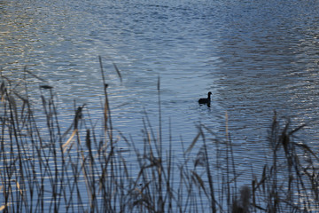 Fototapeta na wymiar duck and grass silhouette