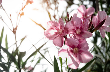 Naklejka na ściany i meble Beautiful pink flowers in the morning.Pink flowers in the morning garden.