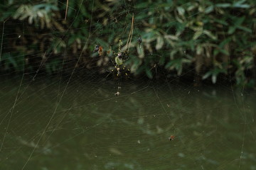 Japanese Jorou Spider