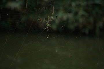 Japanese Jorou Spider