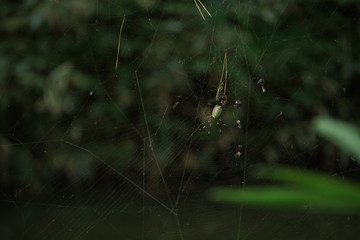 Japanese Jorou Spider