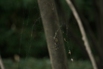 Japanese Jorou Spider