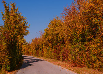 Naklejka premium Herbstliche Straße