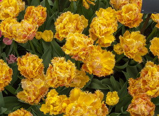 tulip called Esprit  blooming in a garden