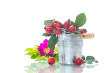 Ripe red briar berries on a branch
