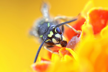 Wasp and marigold