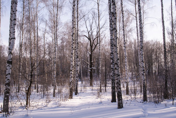 Winter landscape with snow covered birch forest
