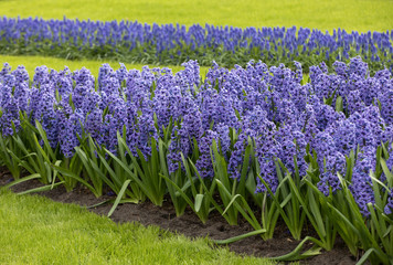 blue  hyacinths flowers blooming in a garden