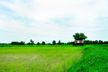 Seedlings planted in the fields and the sky. Suburbs in Thailand