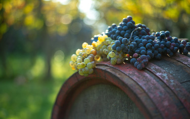 Blue grapes on the wine barrel in the vineyard. Grapes with a blurred autumn bokeh background.