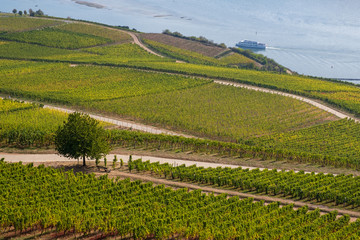 Rastplatz in den Weinbergen am Rhein bei R&uuml;desheim