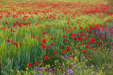 Campos de amapolas