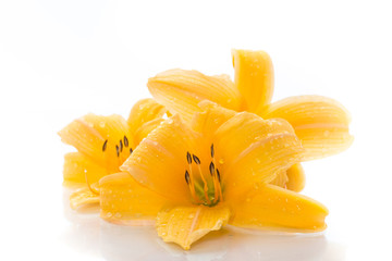 Yellow Lily flowers and buds on a white
