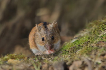Single Striped field mouse on a ground during a spring period. Apodemus agrarius. Wildlife scene from nature