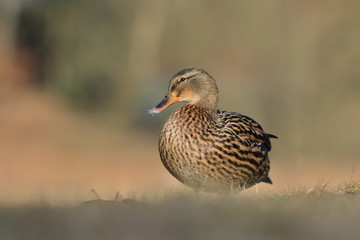 Female mallard on the ground. Wild duck. Wildlife scene from nature. Anas platyrhynchos
