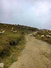 Obraz premium Lot of lambs pastures in meadow at mountain