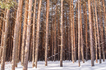 Obraz premium Winter landscape with snow covered forest